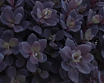 Laimiņš 'Plum Dazzled'