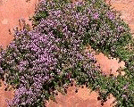 Mārsils mazais 'Pink Chintz'