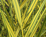 Niedre parastā 'Variegata'
