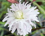 Sveķene 'Petit Henri'