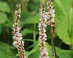 Sūrene 'Alba Junior'