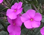 Floksis hibrīdais 'Cloudburst'