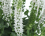 Salvija birztalu 'Apex White'