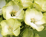 Floksis skarainais 'Orchid Green'