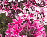 Floksis skarainais 'Palmyra'