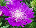 Stokēzija gludā 'Amethyst'