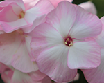 Floksis skarainais 'Mother of Pearl'