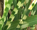 Miskante Ķīnas 'Strictus'