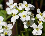 Arābe 'Spring Snow'