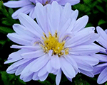 Ziemastere spilvenveida 'Aqua Compact'