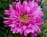 Ziemastere spilvenveida 'Purple Diamond'