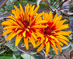 Saulesactiņa skarbā 'Yellow Spider'