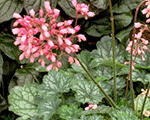 Heihēra 'Little Cutie Peppermint'