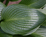 Hosta 'Devon Green'