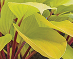 Hosta 'Fire Island'