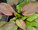 Hosta 'First Blush'