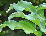 Hosta 'Gravity Rock'
