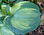 Hosta 'Guardian Angel'