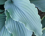 Hosta 'Neptune'