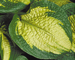 Hosta 'Paradigm'
