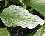 Hosta 'Zebra Stripe'