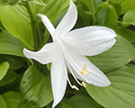 Hosta 'Grandiflora'