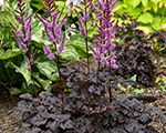 Astilbe 'Dark Side of the Moon'