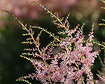 Astilbe 'Inshirach Pink'