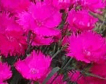 Neļķe 'Waikiki Pink'