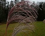 Miskante Ķīnas 'Goliathus'