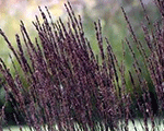 Molīnija niedru 'Black Arrows'