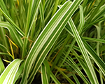 Molīnija niedru 'Mostenveld'