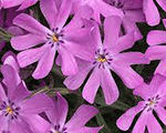 Floksis hibrīdais 'Bedazzled Pink'