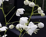 Saulkrēsliņš Delavē 'Splendide White'
