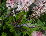Tiarella 'Angel Wings'