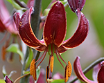 Martagonlilija 'Claude Shride'