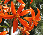Martagonlilija 'Orange Marmalade'