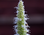 Agastahe 'Alabaster'