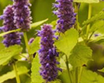 Agastahe 'Golden Jubilee'