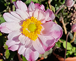 Anemone 'Garden Breeze Whirlwind Pink'