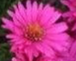 Ziemastere Jaunanglijas 'Vibrant Dome'