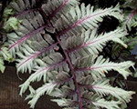 Sievpaparde Niponas 'Crested Surf'