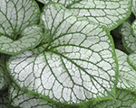 Brunnera liellapu 'Mister Morse'