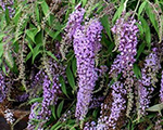 Budleja 'Wisteria Lane'