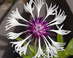 Dzelzene kalnu 'Purple Heart'