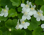 Cimbalārija mūru 'Alba'