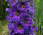 Delfīnija 'Dark Blue / Dark Bee'