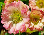 Bitene 'Pretticoats Peach'
