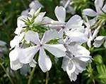 Floksis izplestais 'May Breeze'