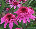 Ehinācija 'Delicious Strawberry'